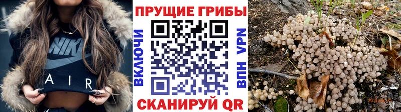 Псилоцибиновые грибы Psilocybe  Чишмы 
